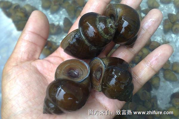 市場上賣的田螺是哪種品種？