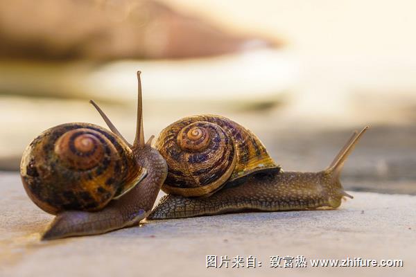 蝸牛是害蟲嗎？
