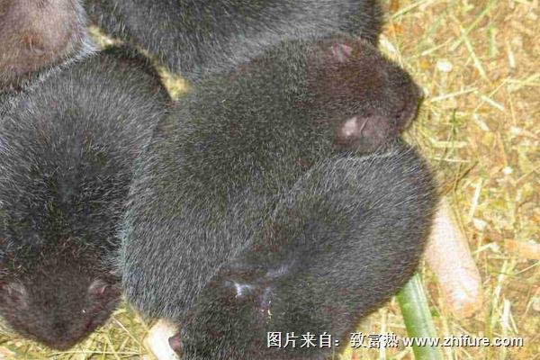 養(yǎng)竹鼠需要辦什么證？