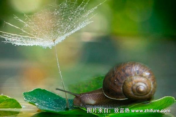 蝸牛是昆蟲嗎？