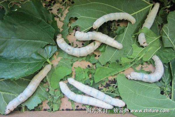 大棚養(yǎng)蠶新技術(shù)