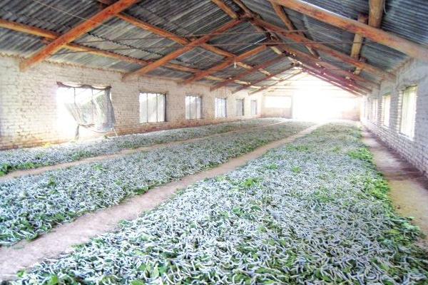 大棚養蠶新技術