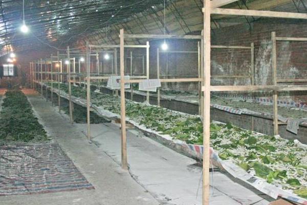 大棚養蠶新技術