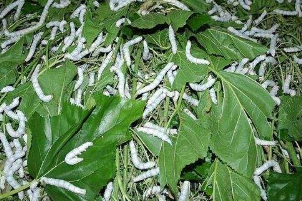 大棚養蠶新技術