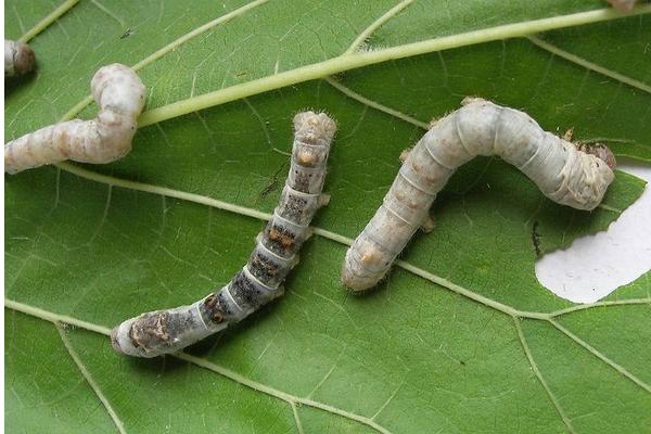 大棚養蠶新技術
