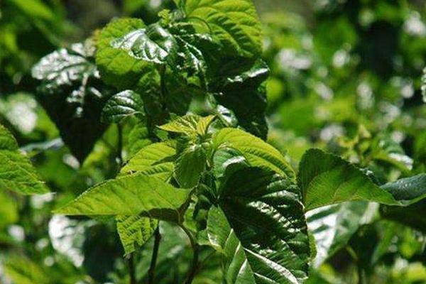 大棚養蠶新技術