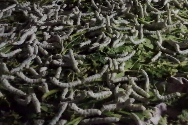 大棚養蠶新技術