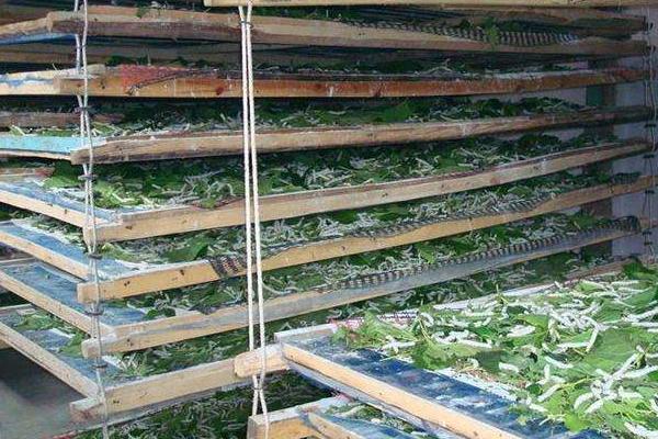 大棚養蠶新技術