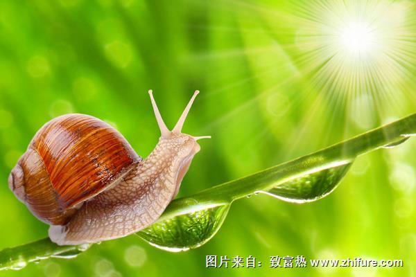 蝸牛有多少顆牙齒？