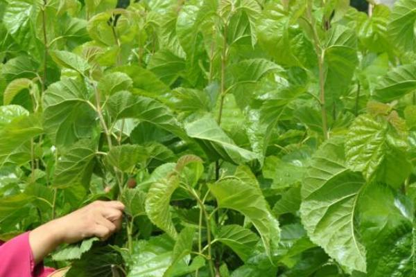 大棚養蠶新技術