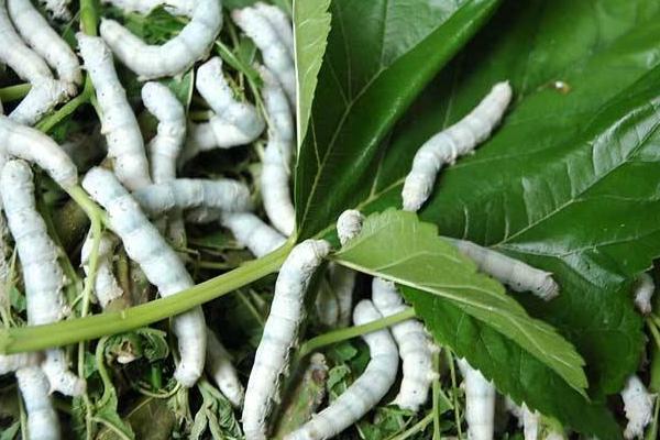 夢見養(yǎng)蠶是什么意思?