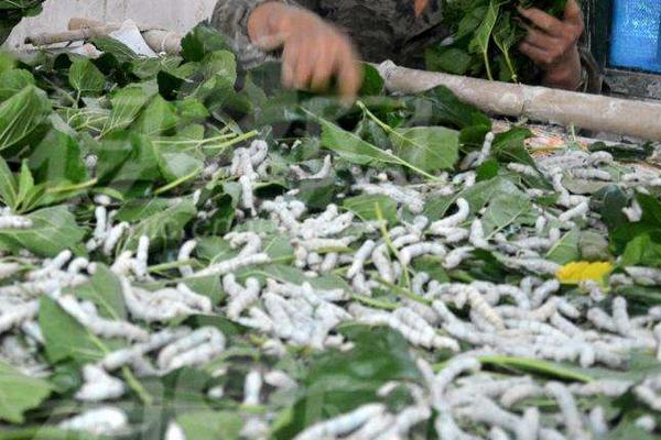 夢見養(yǎng)蠶是什么意思?