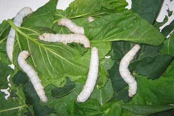 夢見養(yǎng)蠶是什么意思?