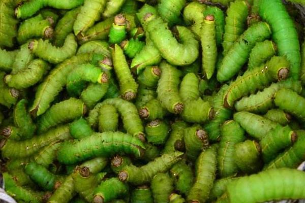 夢見養(yǎng)蠶是什么意思?