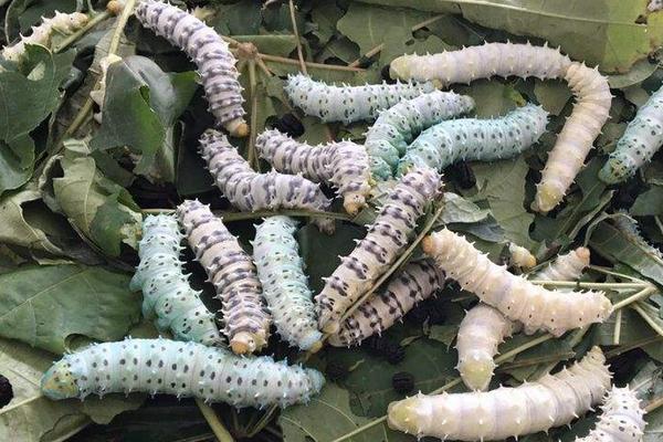 夢見養(yǎng)蠶是什么意思?