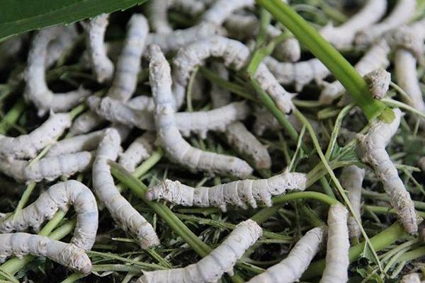 夢見養(yǎng)蠶是什么意思?