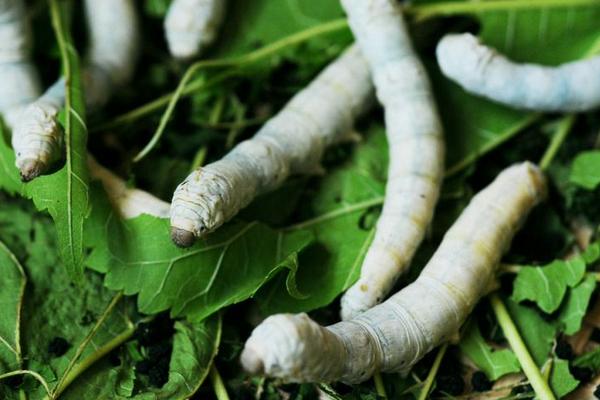 夢見養(yǎng)蠶是什么意思?