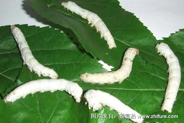 夢(mèng)見(jiàn)養(yǎng)蠶是什么意思?