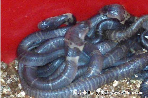 現在養蛇還賺錢嗎？