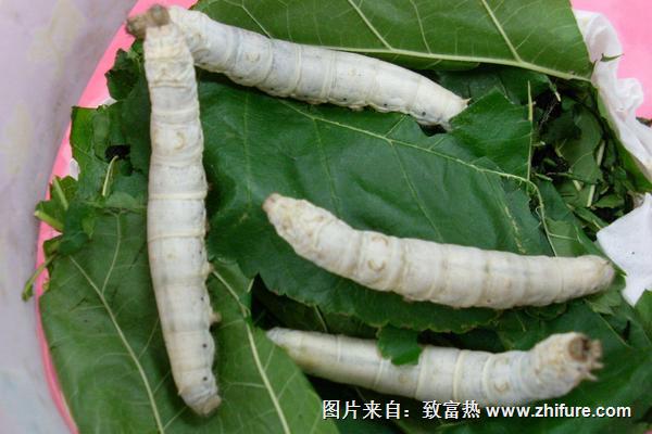 養(yǎng)蠶現(xiàn)在價(jià)格多少錢(qián)一斤?