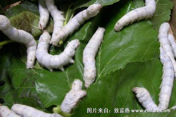 怎樣養(yǎng)蠶賺錢(qián)多?