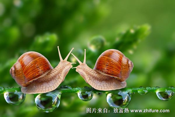 蝸牛有腳嗎？