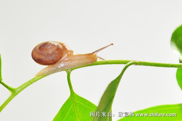 蝸牛用什么呼吸？