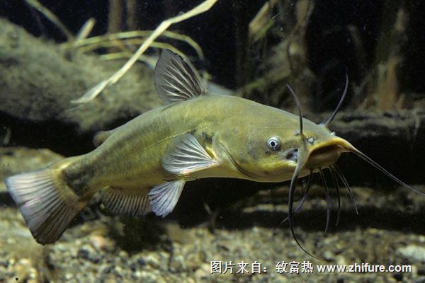 江團魚和鯰魚的區別是什么？