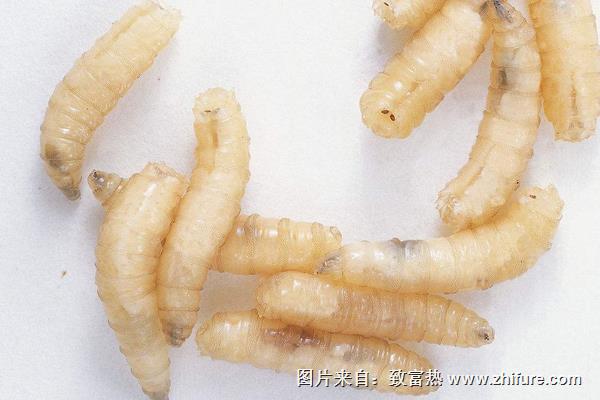 蠅蛆病是怎么得的?