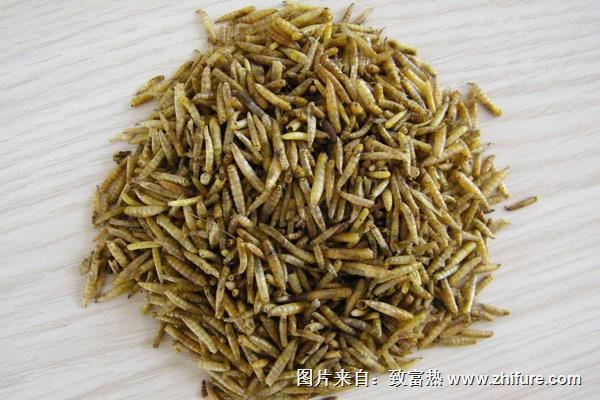 麥麩養(yǎng)殖蠅蛆技術(shù)