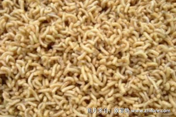 怎樣養(yǎng)殖蠅蛆?