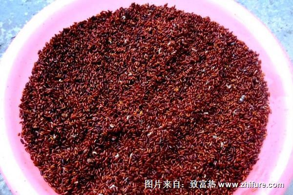 如何用雞糞養(yǎng)蠅蛆?