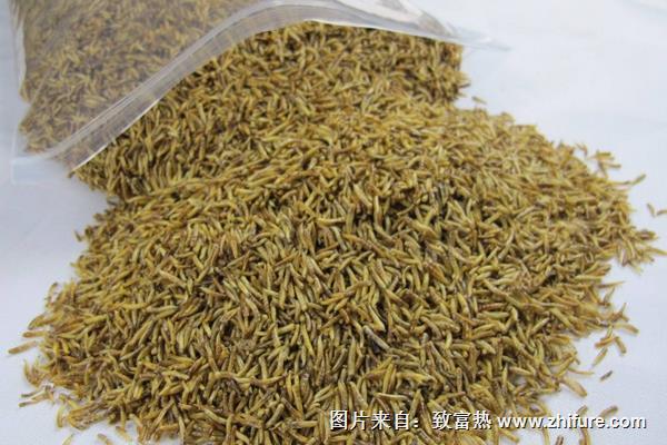 干蠅蛆多少錢一斤?