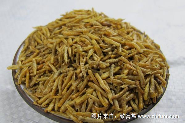 蠅蛆的用途有哪些？