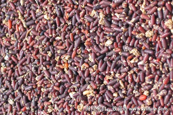 蠅蛆養(yǎng)雞技術(shù)