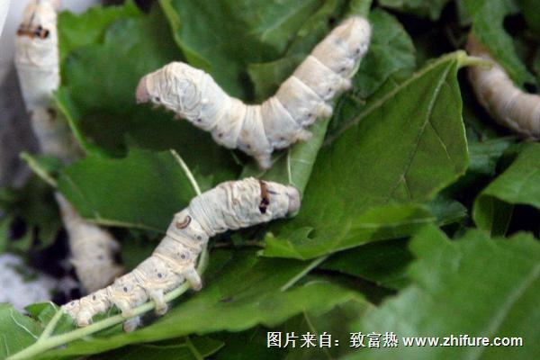 最新高效栽桑養(yǎng)蠶新技術(shù)