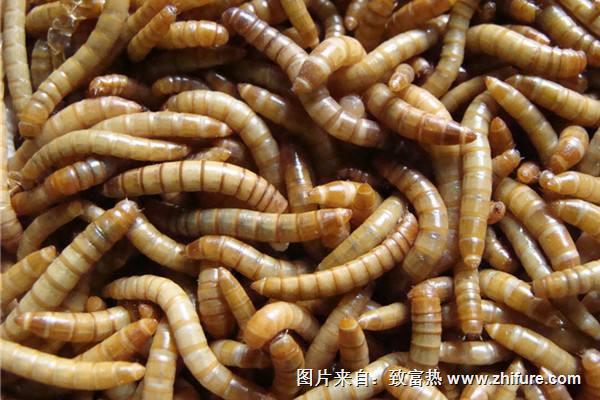 怎樣養殖黃粉蟲？