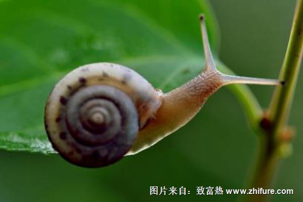 蝸牛怎么養(yǎng)？