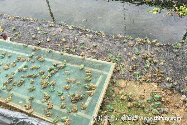 養殖青蛙需要哪些手續？