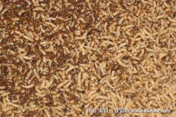 牛糞可以養(yǎng)蠅蛆嗎?