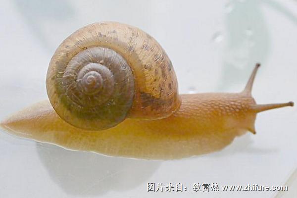 蝸牛霜怎么用？