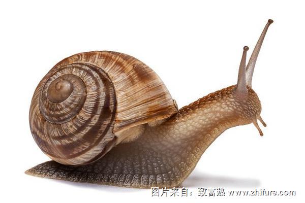 蝸牛是益蟲還是害蟲？