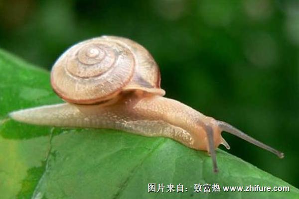 蝸牛有毒嗎？