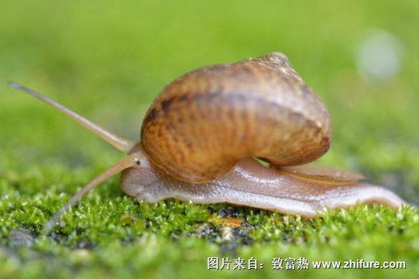 蝸牛能吃嗎？