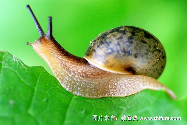 蝸牛靠什么爬行？