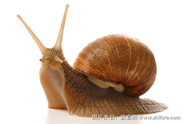 蝸牛圖片大全