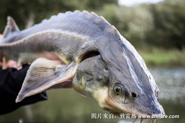 鱘魚怎么去鱗？