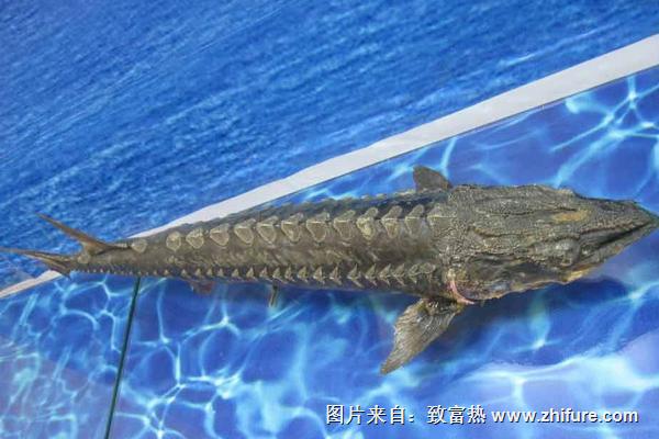 鱘魚價格多少錢一斤？