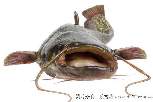 鯰魚的營養價值及功效與作用