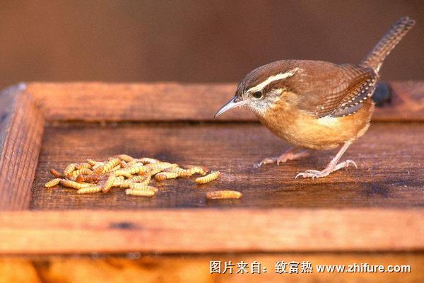 黃粉蟲圖片大全
